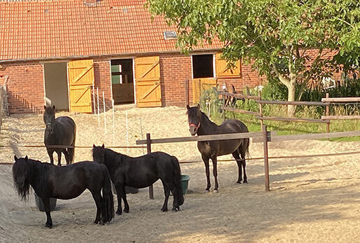 Kràka, Hnysa, Anni & Jenna